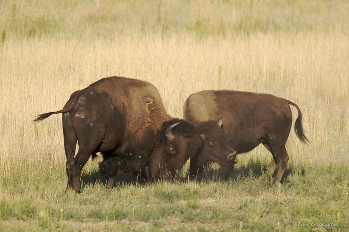 During the August rut, two young bison bulls lock horns to prepare for future opportunities to mate. Bos bison